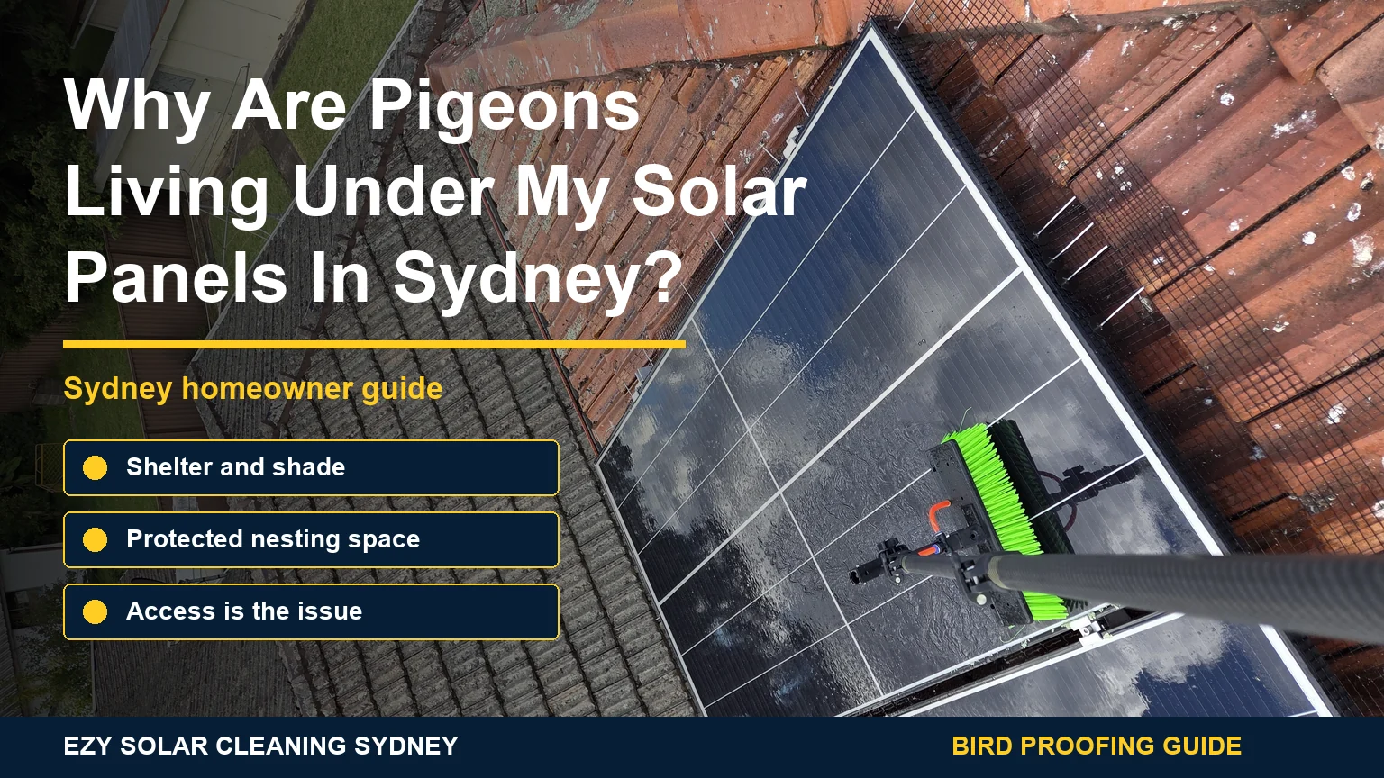 Rooftop solar panels with black bird mesh barrier and infographic callouts explaining why pigeons shelter underneath